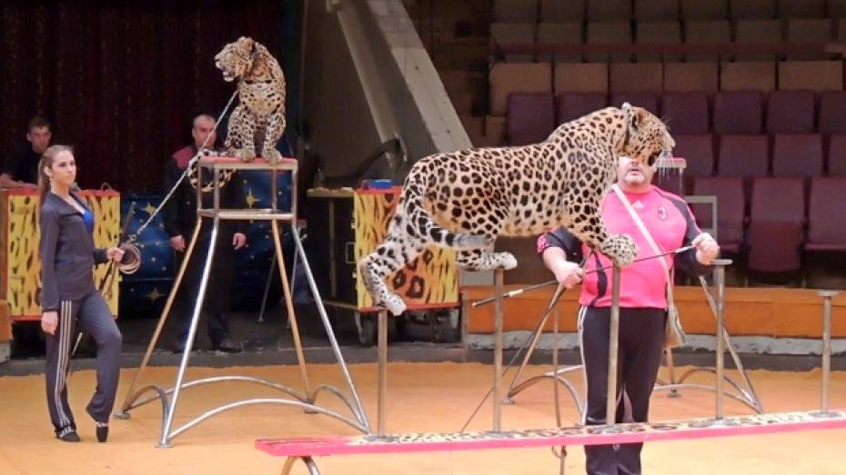 Воронежцам покажут знаменитый аттракцион «Леопарды на свободе» 