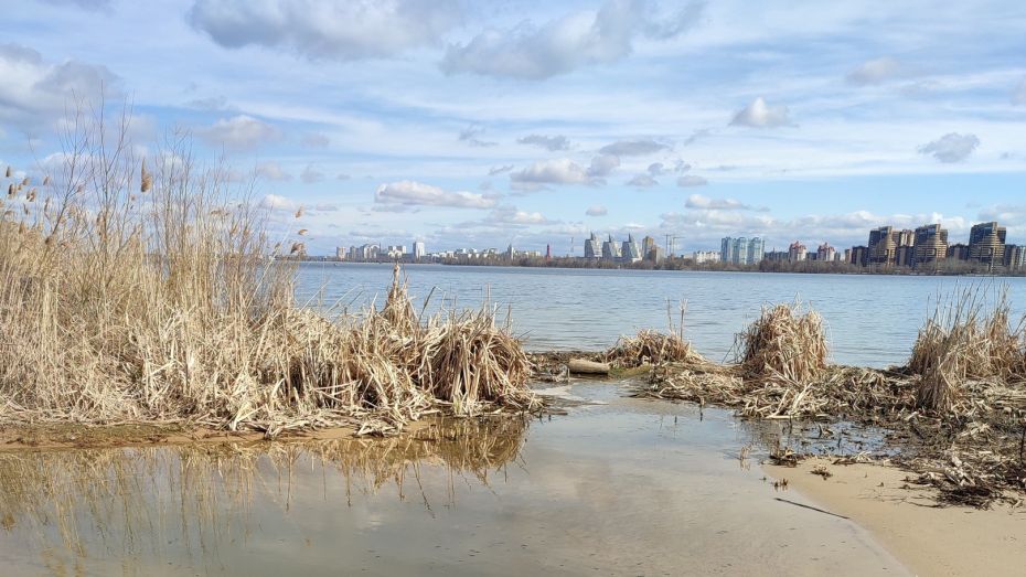 Экологи обследуют место гибели птиц на берегу водохранилища в Воронеже