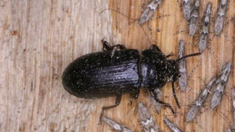 В Воронежском заповеднике под корой старого дуба нашли редкого жука