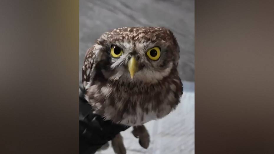 Воронежские волонтеры помогли сычу, спасенному из клеевой ловушки