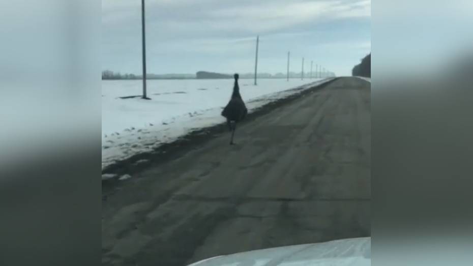  Вдоль трассы в Воронежской области заметили бегущего страуса
