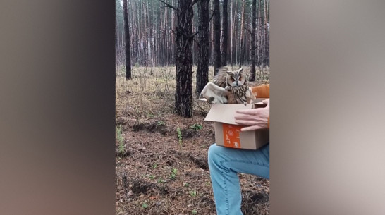 Воронежские волонтеры сняли на видео выпуск на волю выздоровевшей ушастой совы