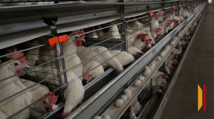 В Борисоглебске Воронежской области построят птицефабрику по производству более 511 млн яиц в год