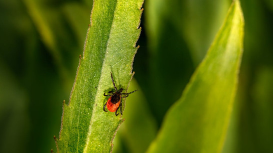 Почти 850 воронежцев пострадали от укусов клещей с начала сезона