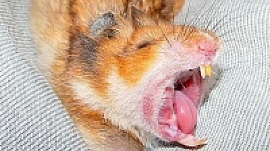 Воронежские санитарные врачи отметили резкое снижение бешенства животных