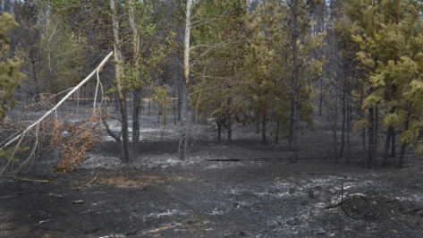 Ущерб от 2 крупных лесных пожаров в Воронежской области превысил 9 млн рублей