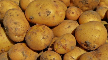 Воронежская область возглавила рейтинг производителей картофеля в России в 2016 году
