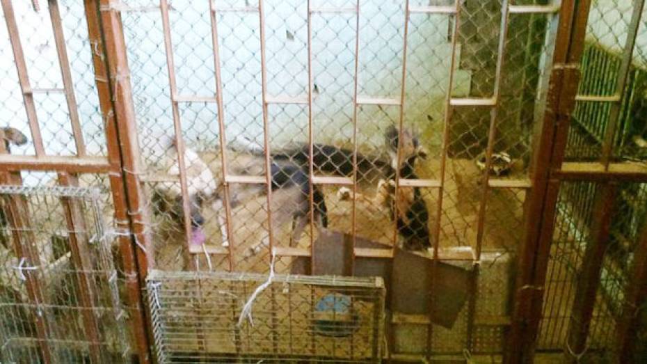 Прокуратура Центрального района проводит проверку по обращению об издевательствах над животными во ВГАУ
