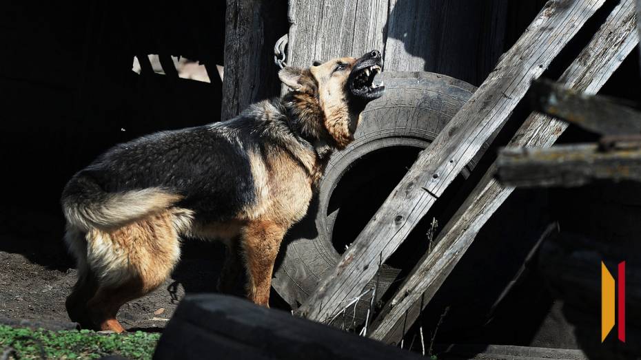 В Воронежской области покусавшая 14-летнюю девочку овчарка напала еще на одну школьницу