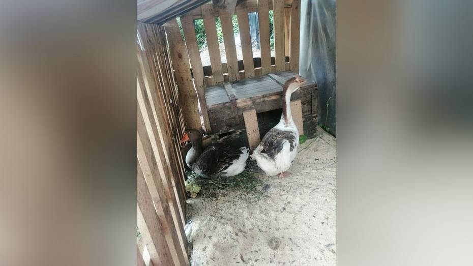 Бойцы из Панино приютили двух гусей в зоне СВО
