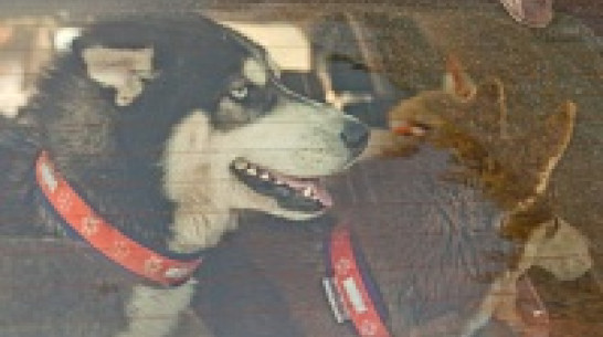 В Воронеже владельцы породистых собак отказались помогать бездомным дворнягам