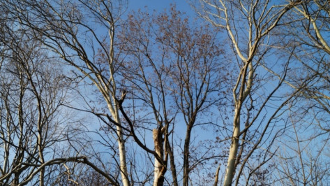 В центре Воронежа срубят 92 аварийных дерева