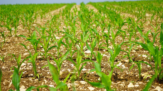 В Воронежской области выявили 66 нарушений при продаже семян и саженцев