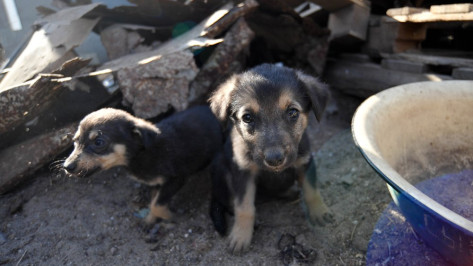 Зоозащитники заберут из домов воронежцев посылки для животных