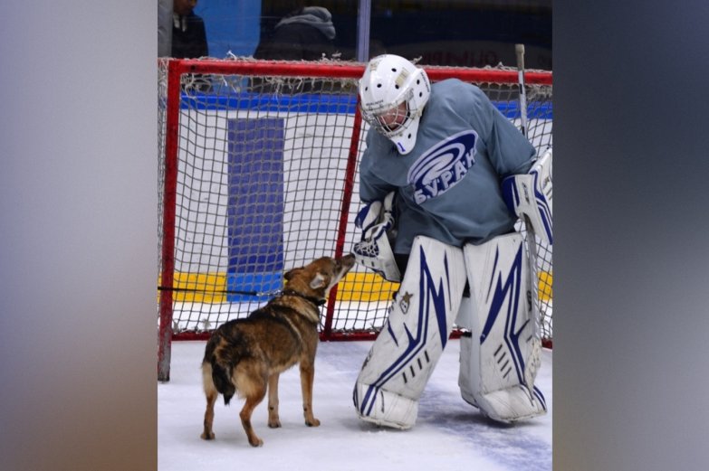 тренировка со щенками