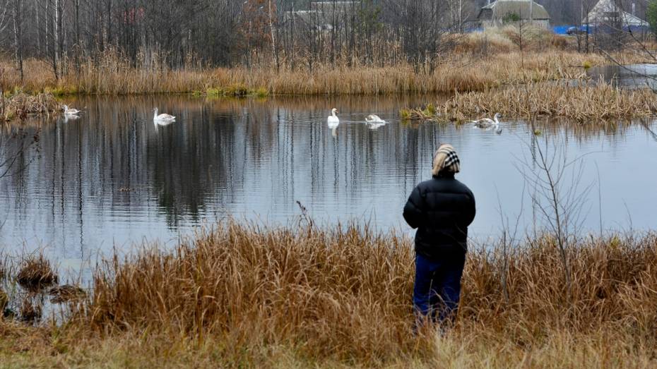 Жители поселка под Воронежем попросили спасти семью лебедей