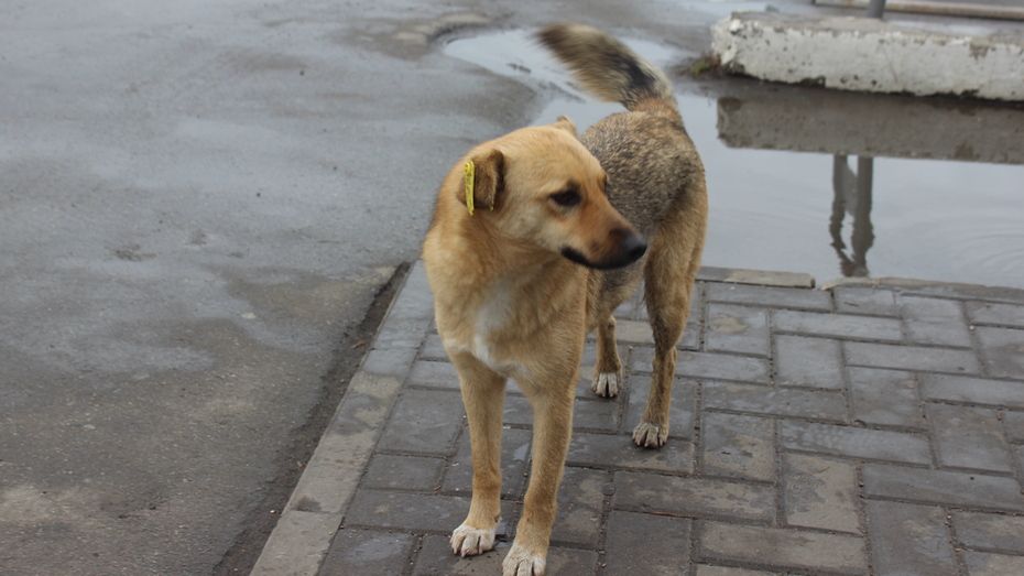 В Таловском районе ищут подрядчика на отлов бродячих собак