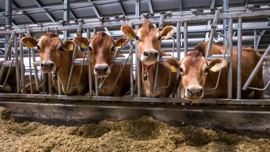 Новая ферма «Молвеста» будет давать 6 тыс т молока в год