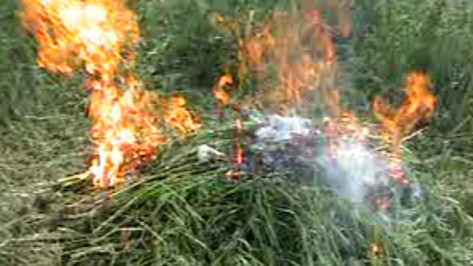 В Острогожском районе сотрудники Наркоконтроля сожгли 100 кустов конопли