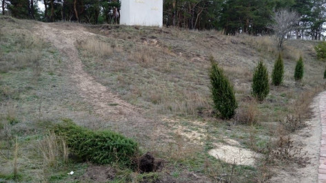 Вандалы вырвали 6 можжевельников на территории мемориала «Песчаный лог» в Воронеже