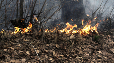 Бороться с пожарами в воронежских лесах помогут 50 камер видеонаблюдения