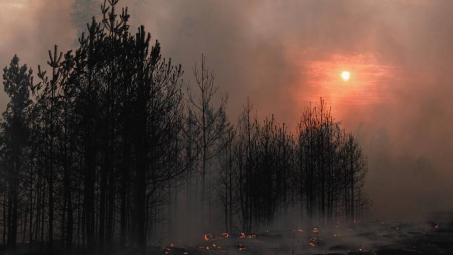 Спасатели локализовали пожары у 2 воронежских поселков
