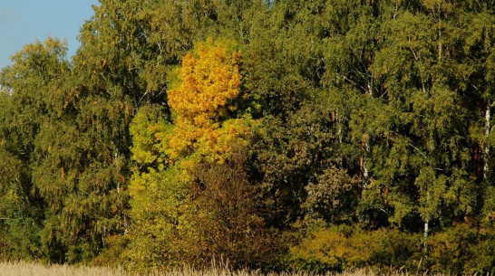 Возле Воронежа заложат лесной массив в память о погибших в Великой Отечественной войне