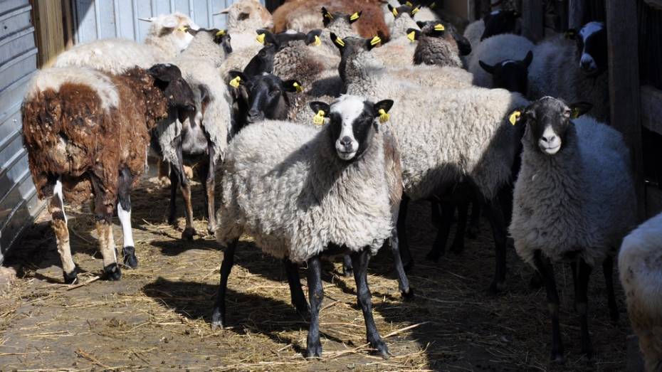 Павловскому конному клубу подарили 15 овец романовской породы