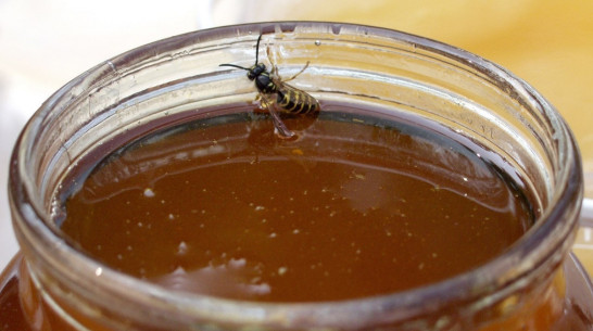 Пчелы помогут воронежцам попасть в Книгу рекордов Гиннеcса 