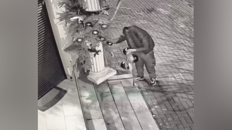 Воронеж продолжает страдать от «Гринчей»: неизвестный сорвал новогодние игрушки с фасада магазина