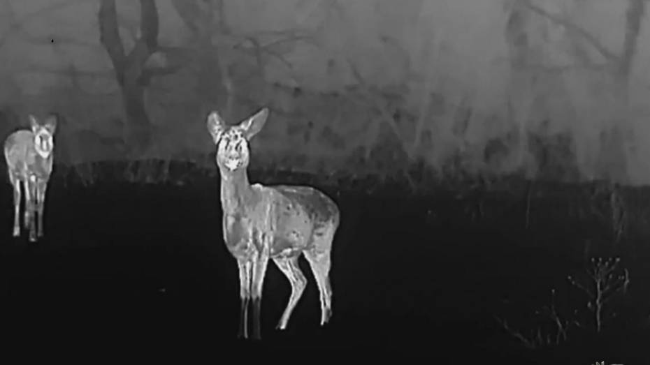 Детеныш косули отбился от стаи в Хоперском заповеднике Воронежской области