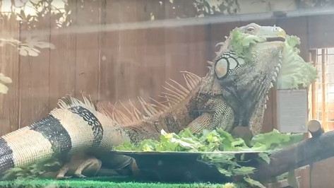 Животных воронежского зоопарка спасают от жары водными процедурами и замороженными фруктами