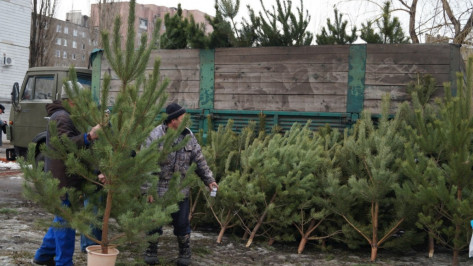 В Воронеже уже начали продавать елки