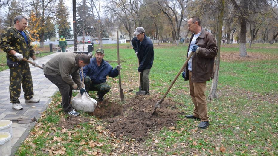 В Павловске высадили 80 саженцев деревьев и кустарников