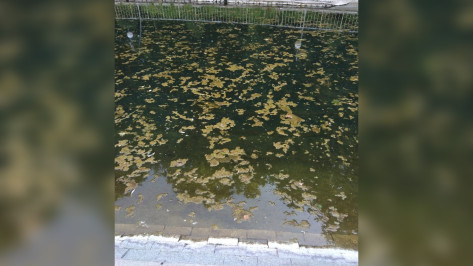 Воронежцы пожаловались на покрытый тиной пруд в Центральном парке