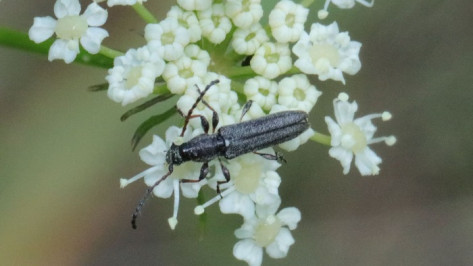 В Воронежском заповеднике впервые нашли пастернакового усача