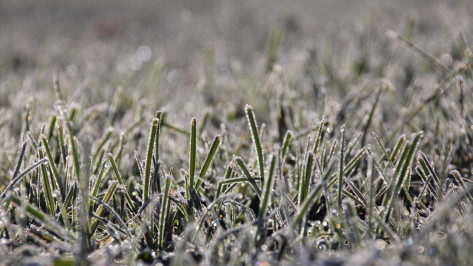 В АПК Воронежской области ввели режим ЧС из-за заморозков