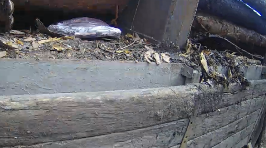 В колонию под Воронежем снова попытались провезти партию мобильников в лесовозе