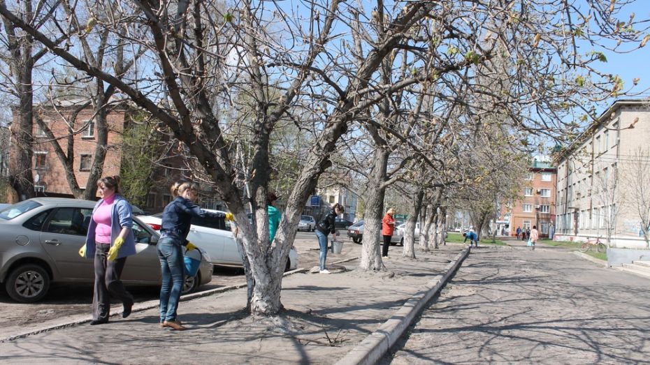 Борисоглебские чиновники побелили деревья и бордюры