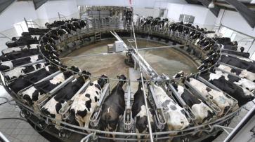 Воронежская область заняла 3-е место в стране по производству молока