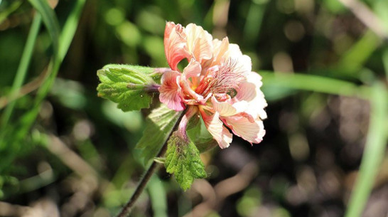 В Воронежском заповеднике вырос аномальный гравилат