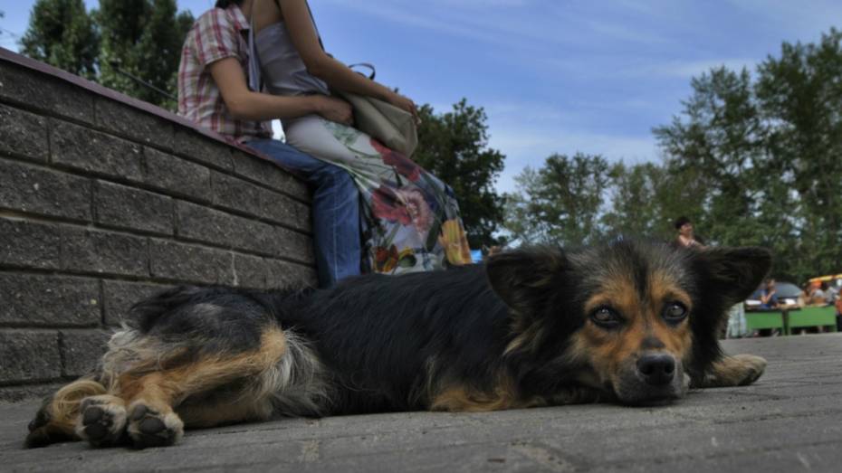 В Железнодорожном районе Воронежа ввели карантин по бешенству животных