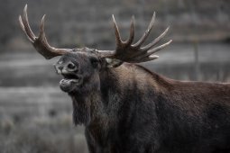 Бешеного лося обнаружили в Воронежской области