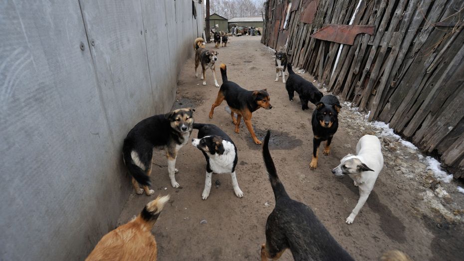 Следователи заинтересовались нападением бродячих собак на женщину в Воронеже