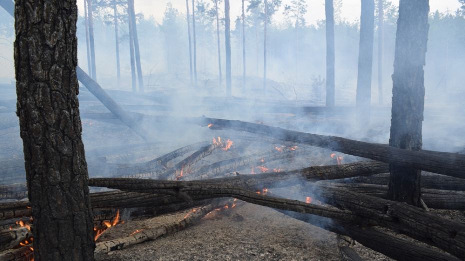 В Борисоглебске сгорело около 7 тыс кв. м леса 