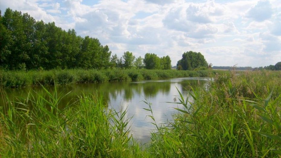 Плававший на бревне 10-летний мальчик утонул на пруду в Воронежской области