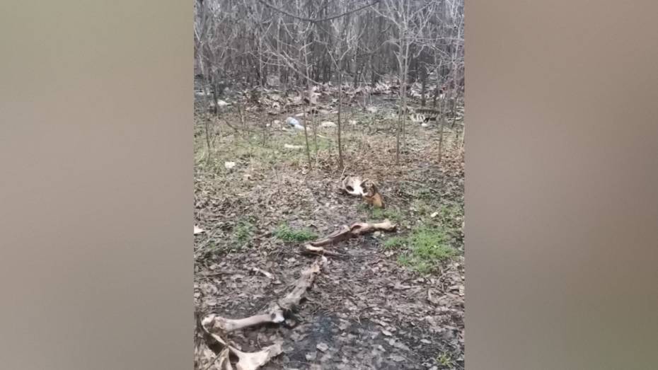 В Воронеже в ЖК «Озерки» нашли кости животных