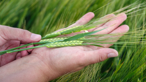 Воронежские агропредприятия ГК «Продимекс» готовятся к уборочной кампании