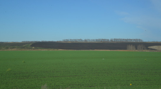 Воронежские аграрии получат льготные кредиты на 9,4 млрд рублей