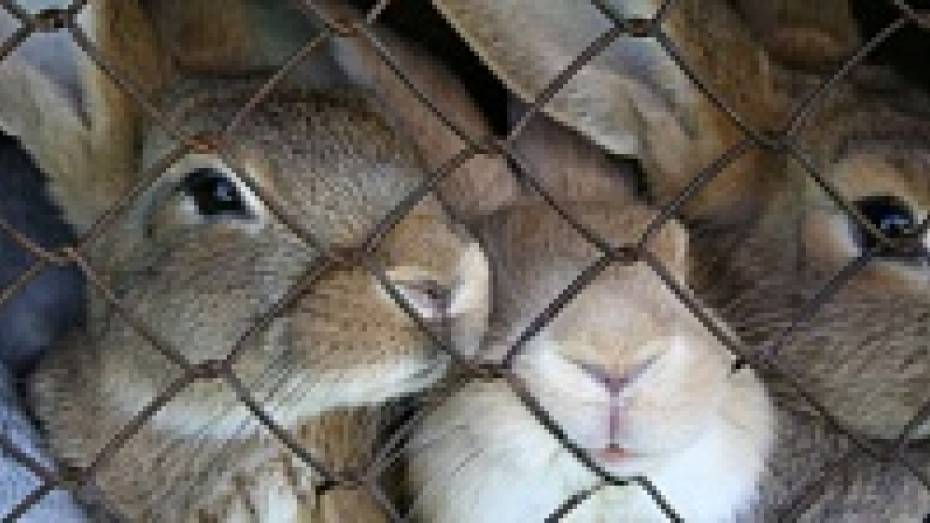 В Грибановском районе неизвестное животное уничтожает на подворьях местных жителей кроликов и домашнюю птицу